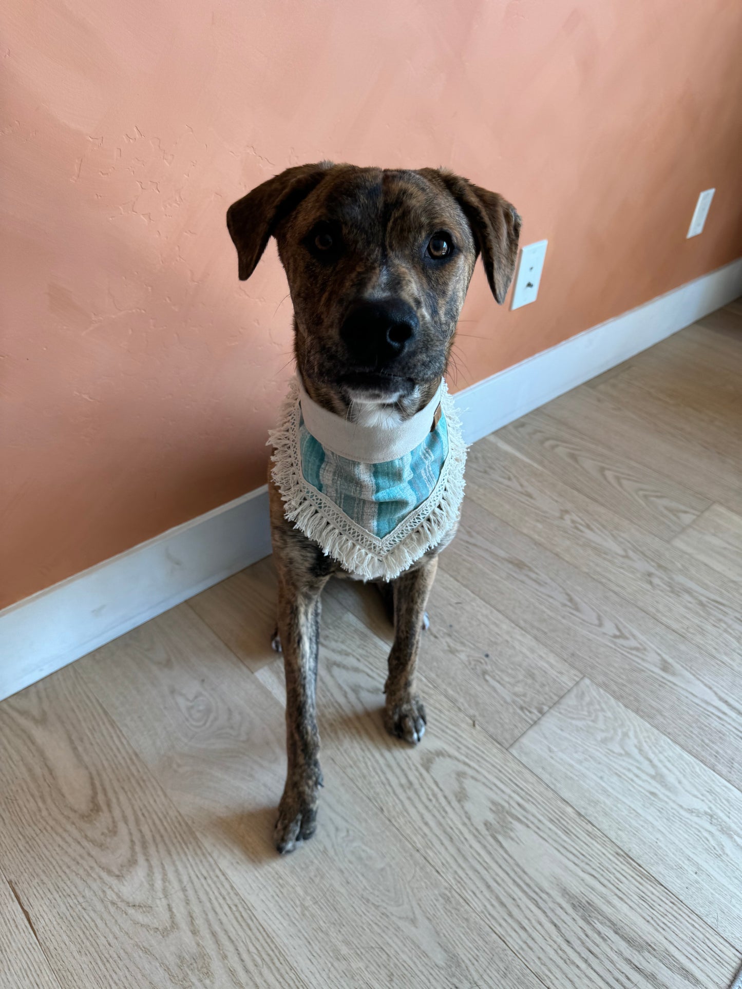 Saphie Bandana