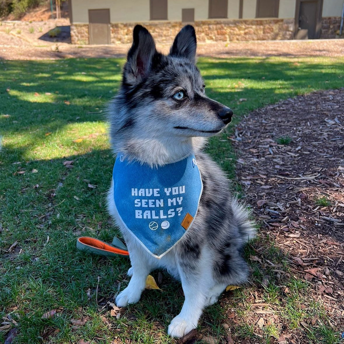 Have You Seen My Balls Bandana