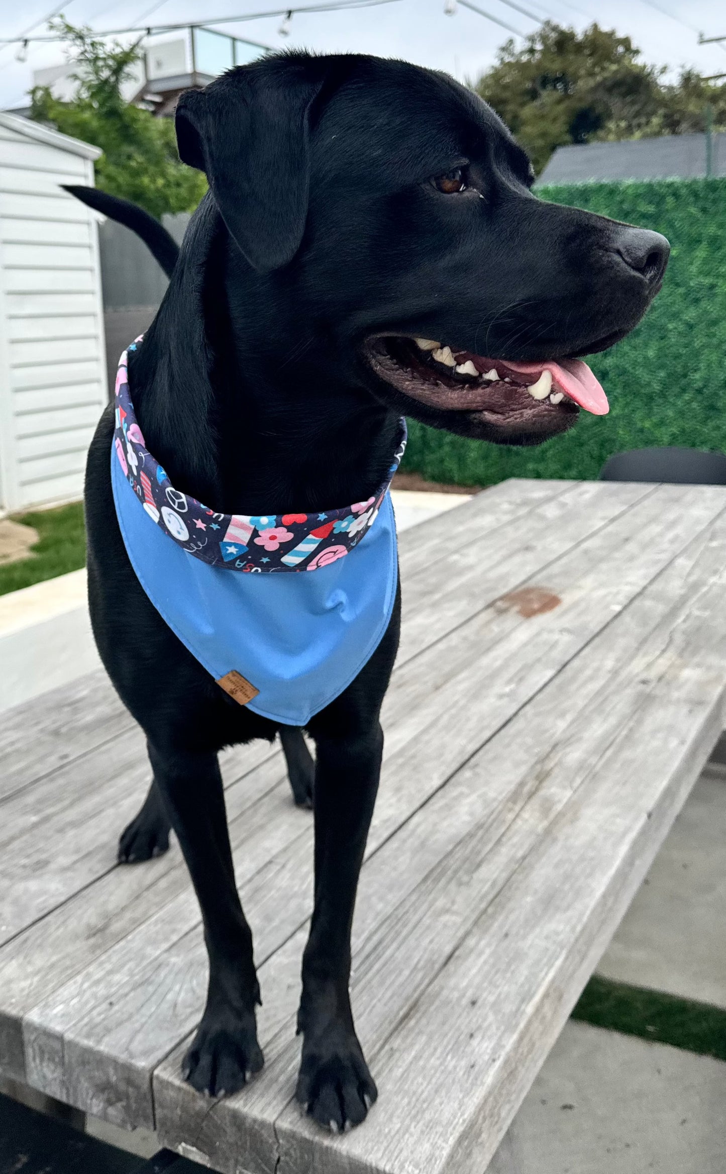 Firework Snap Bandana
