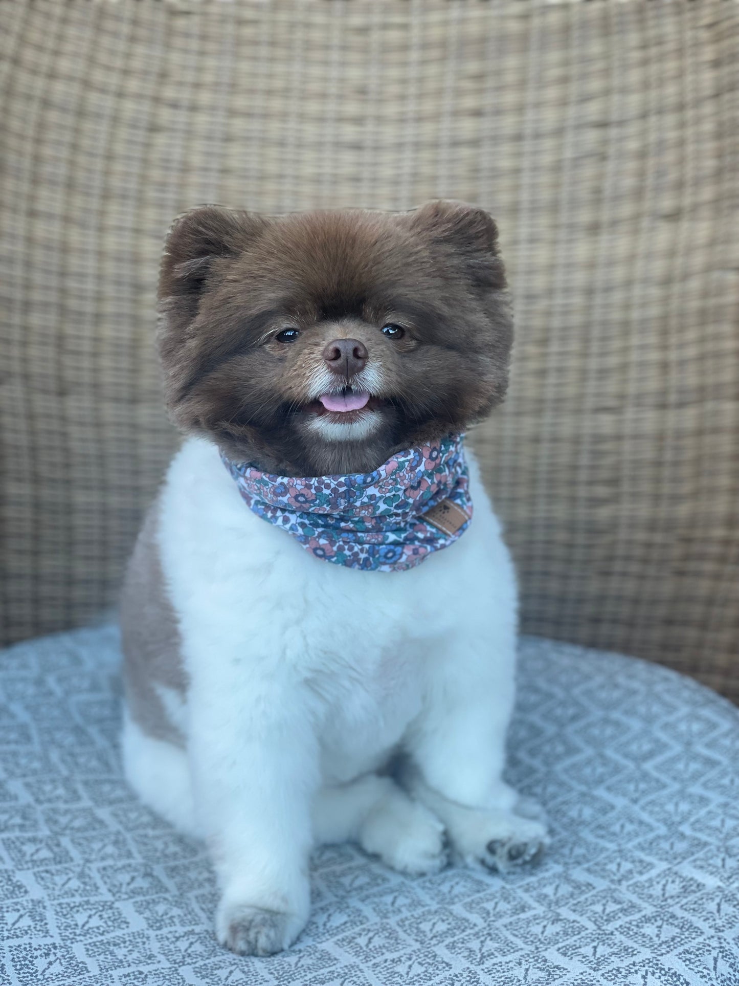 Molly Infinity Scarf