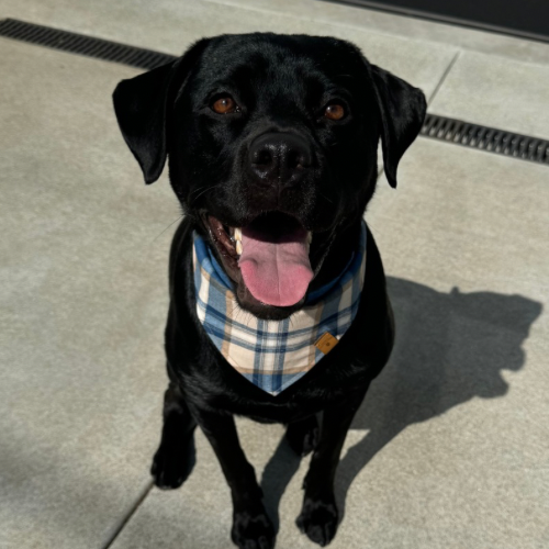 Aspen Bandana