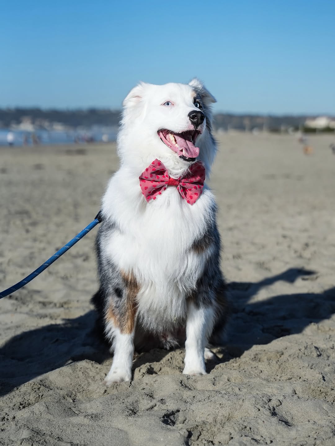 Heartbreaker Bow Tie