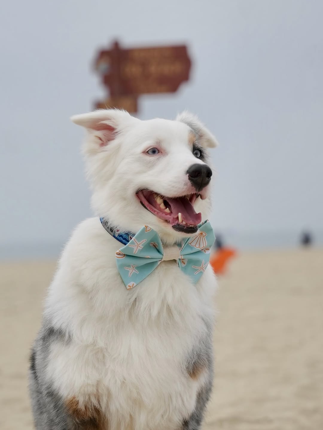 Blue Seashell Bow Tie