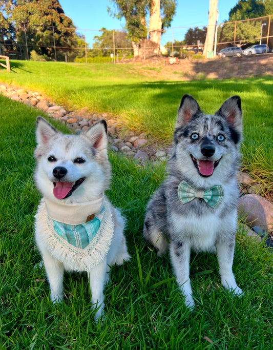 Saphie Bow Tie