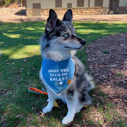 Have You Seen My Balls Bandana