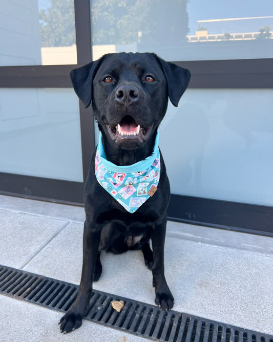 Swipe Right Bandana