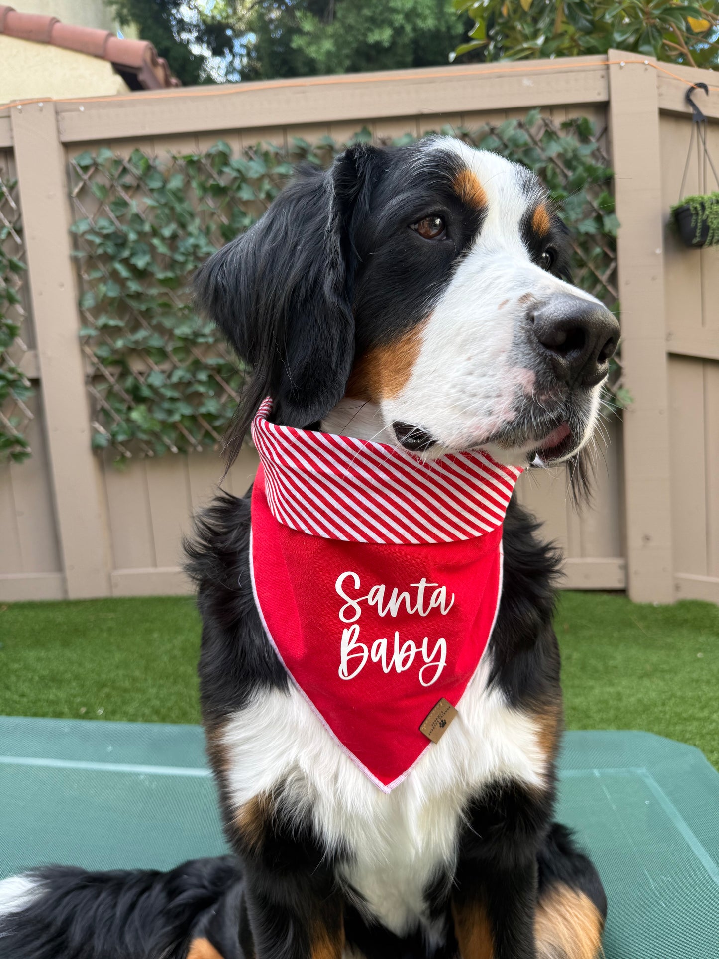 Santa Baby Bandana