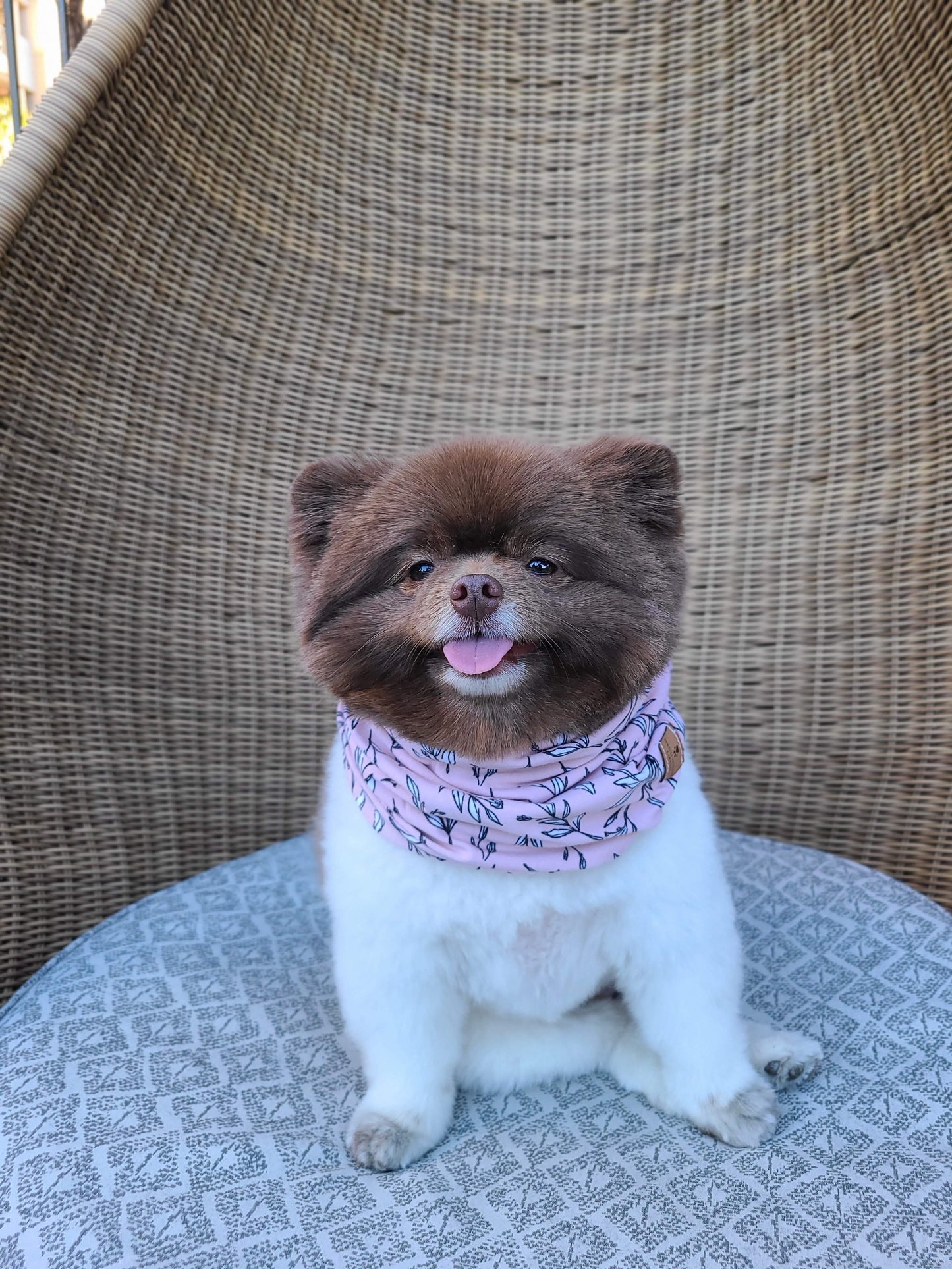 Bella Infinity Scarf