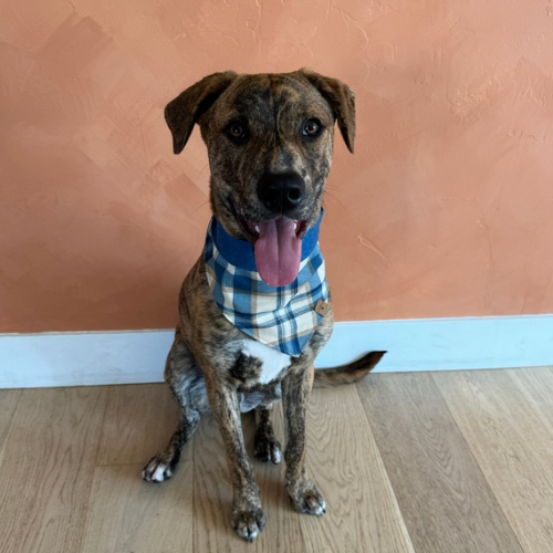 Aspen Bandana
